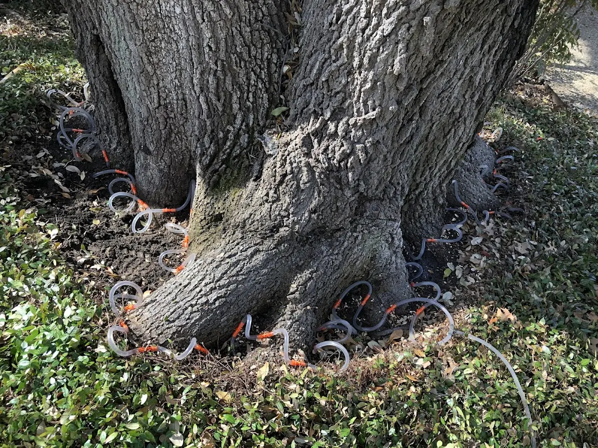 Detailed Tree Cabling and Bracing job site in Godwin