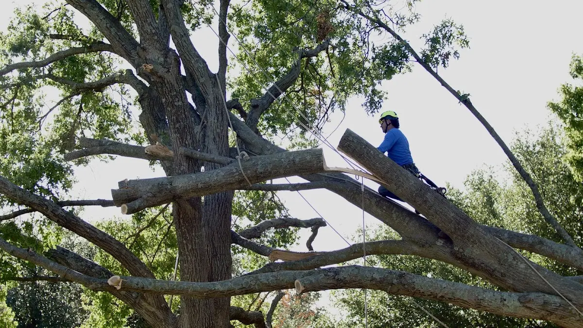 Professional Hazardous Tree Removal performed by certified arborists in Godwin