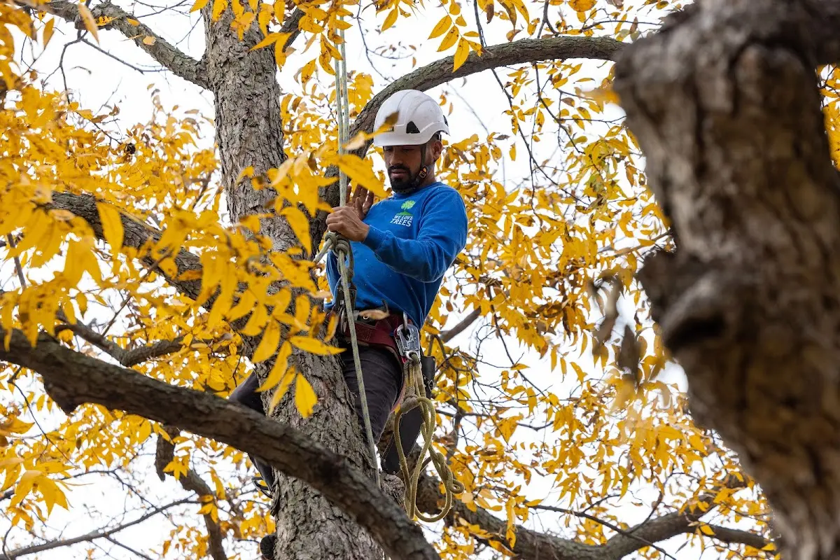 Skilled Tree Trimming crew working in Godwin